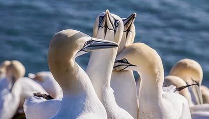 开云真人体育娱乐-法甲联赛迎来新一轮“转会热潮”，豪门动作频繁，法甲转会一览