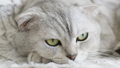 开云真人体育娱乐-法甲联赛迎来新一轮“转会热潮”，豪门动作频繁，法甲转会一览